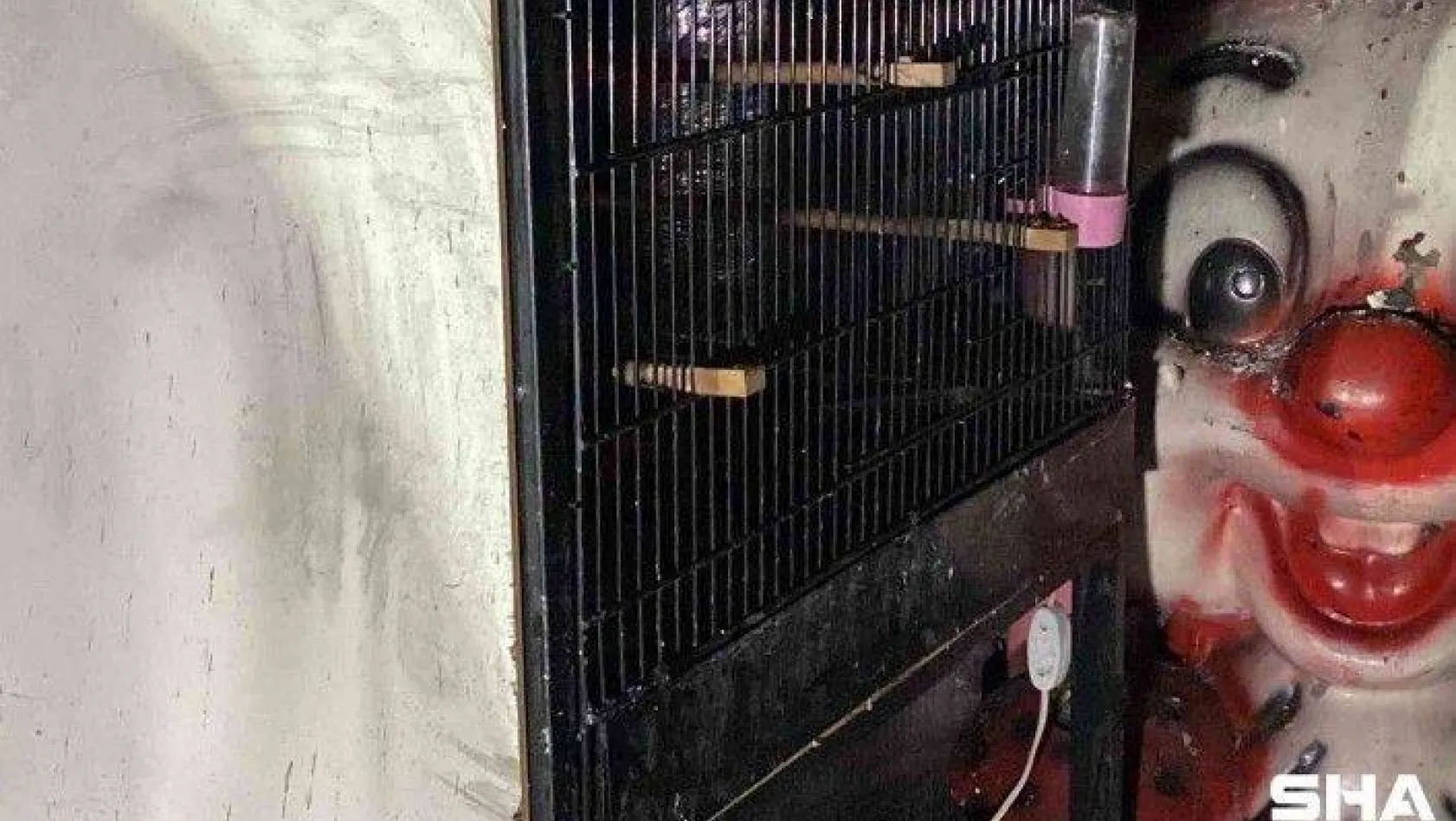 Bayrampaşa'da pet shopta yangın: Çok sayıda hayvan telef oldu
