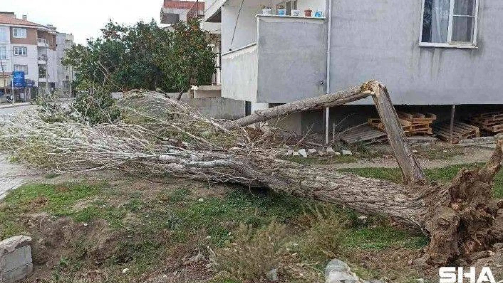 Fırtına ağaçları yıktı