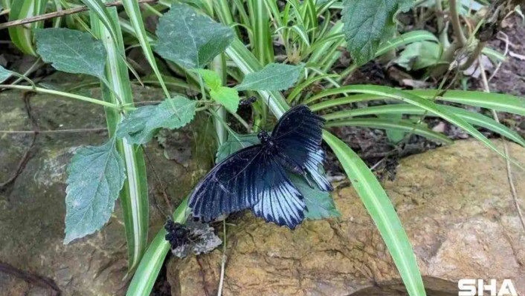 İngiltere ziyaretinde dikkatini çeken kelebek bahçesini Beykoz'da kurdu