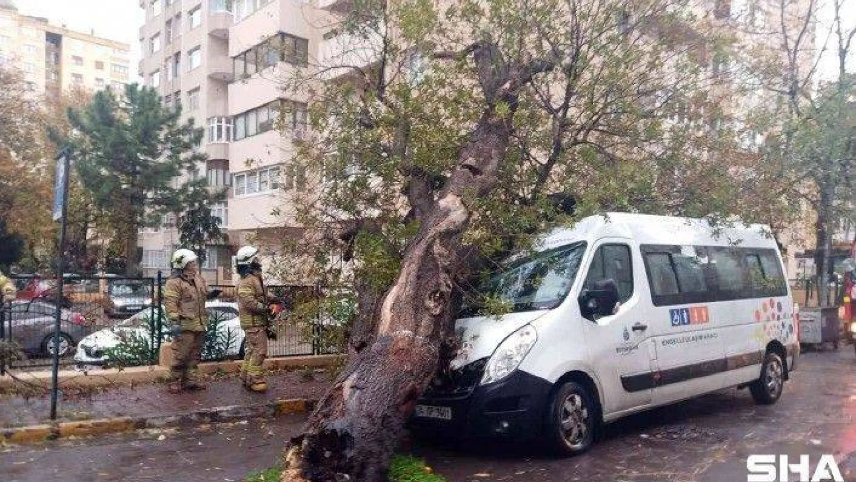 Kadıköy'de kopan ağaç park halindeki İBB aracının üzerine devrildi