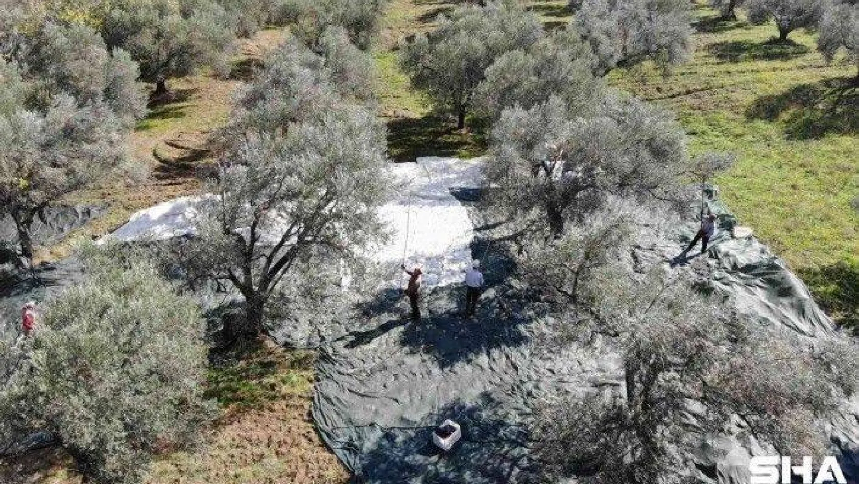 (Özel) Zeytin hasadı drone ile havadan görüntülendi