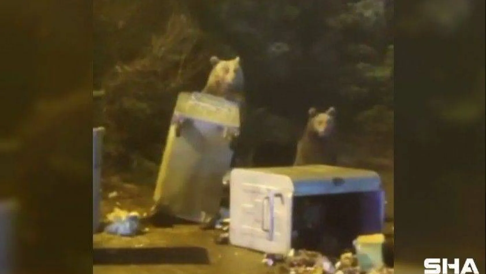 Uludağ'da aç kalan ayı ailesi yerleşime indi çöp konteynerlerini böyle dağıttı