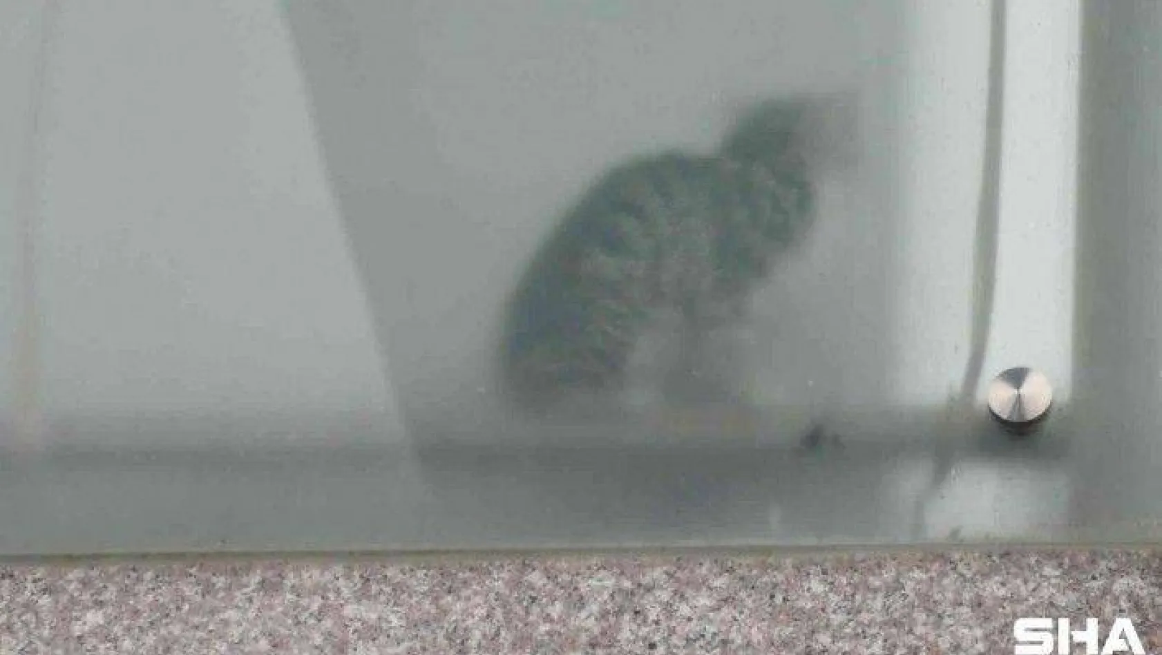 Esenyurt'ta kolon arasında mahsur kalan yavru kedileri belediye ekipleri kurtardı