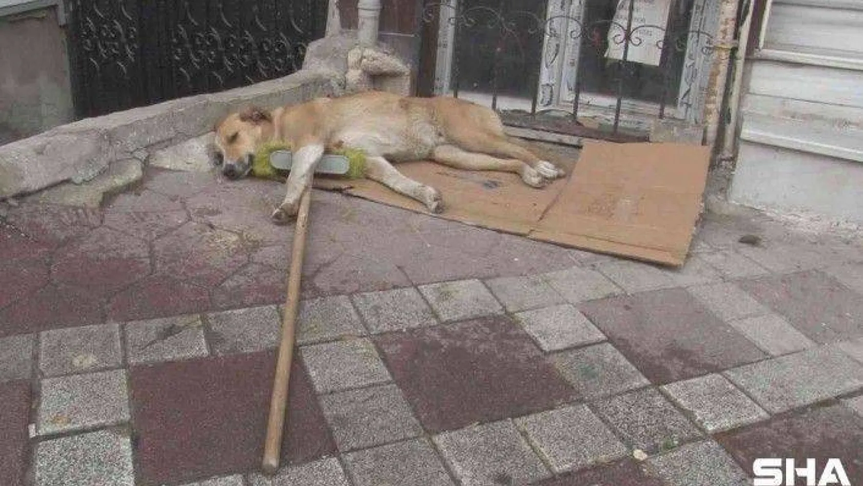 Temizlik işçisinin süpürgesini alıp kaçan sokak köpeği kamerada