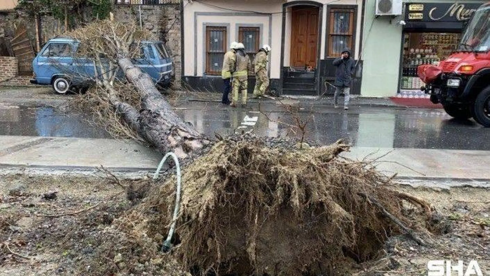 Balat'ta şiddetli rüzgar nedeniyle ağaç yola devrildi