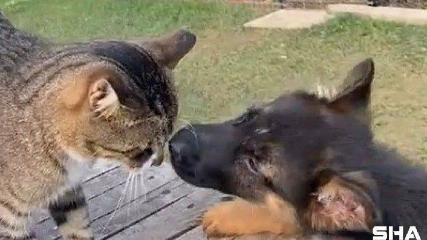 Edirne'de kedi ile köpeğin dostluğu görenleri şaşırtıyor
