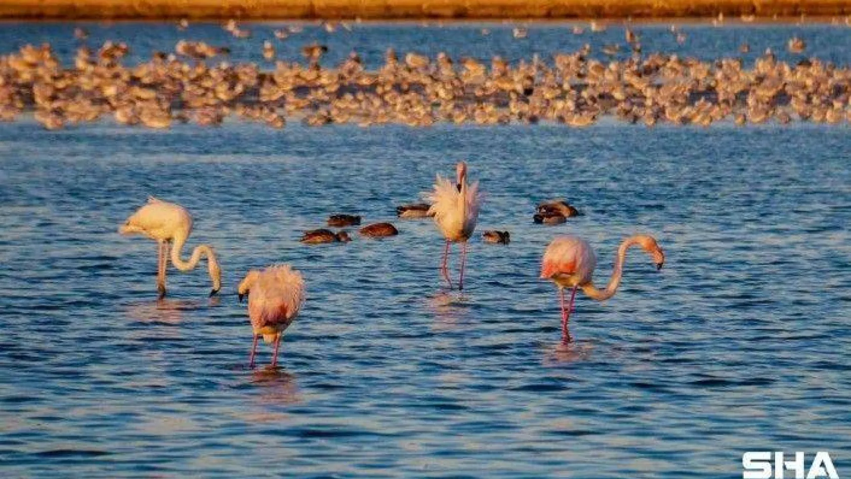 İstanbul'da göç etmeyen flamingolar kışın görüntülendi