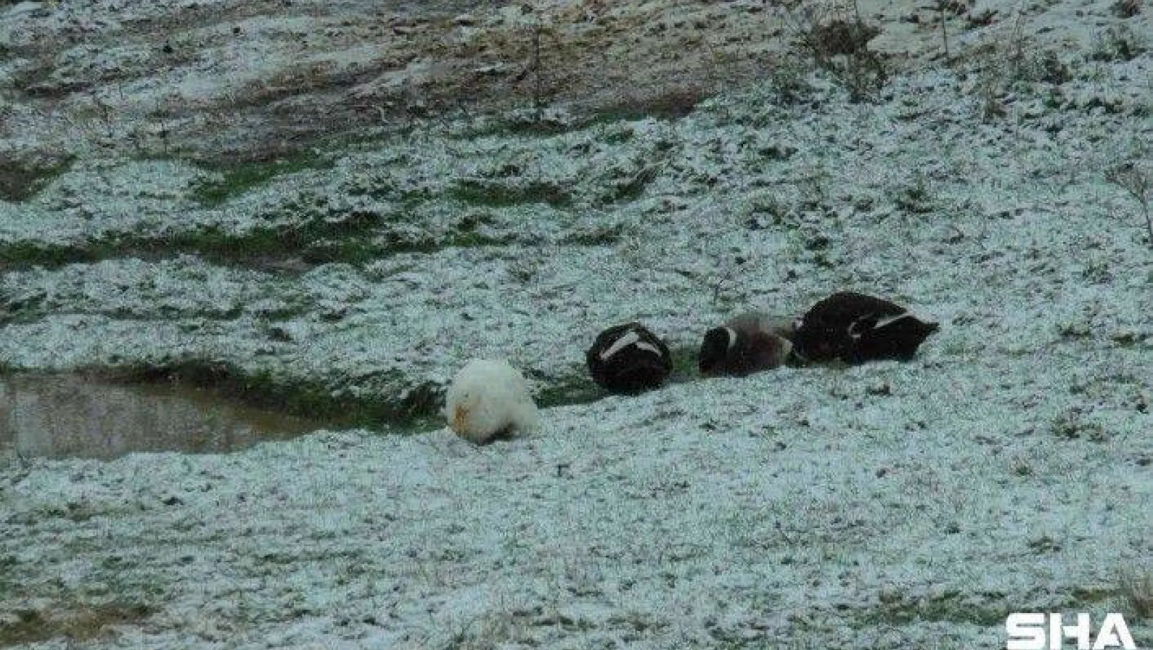 Kartal Aydos'ta kar yağışı başladı, tadını ördekler çıkardı