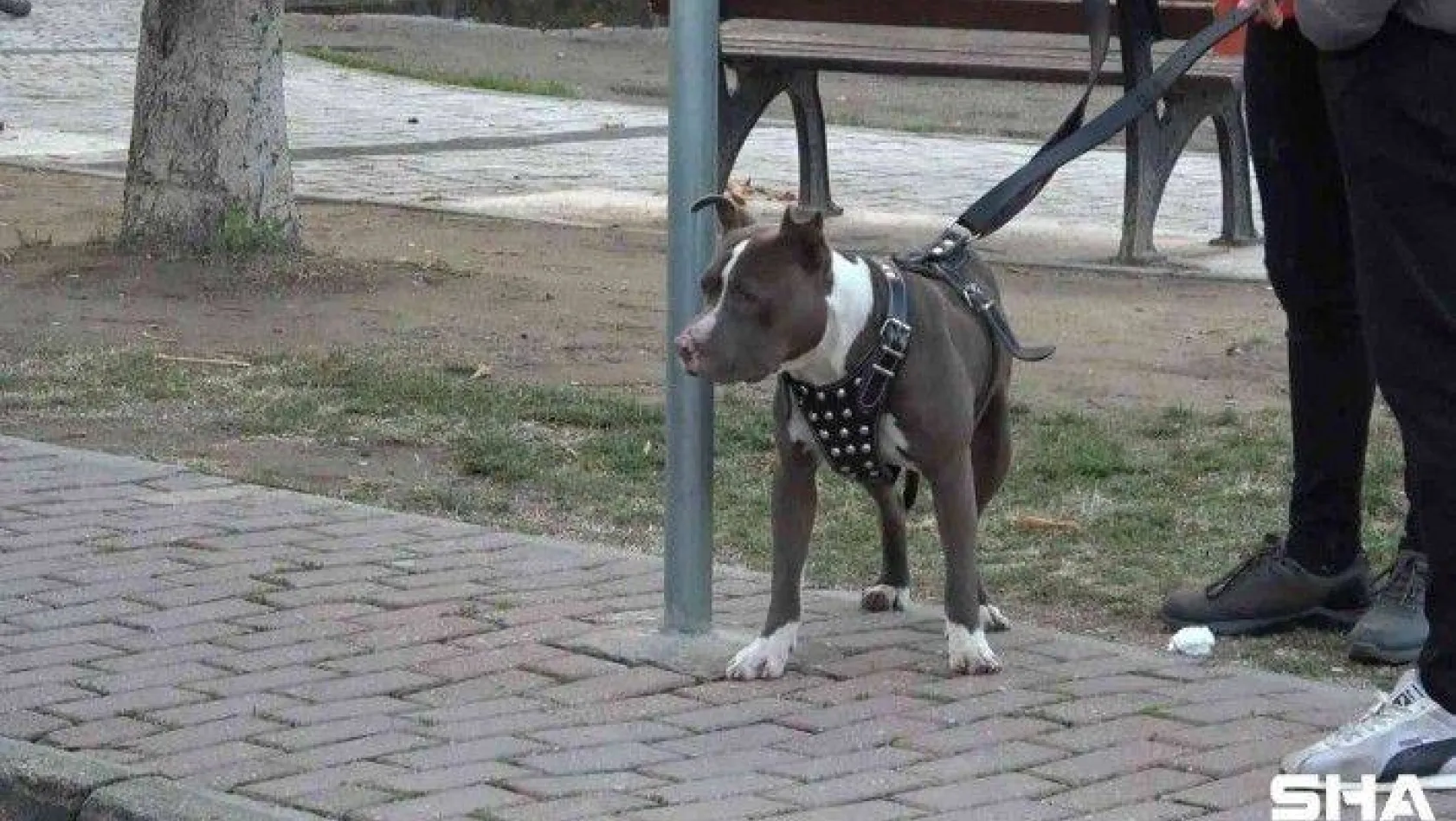 (Özel) Çocuk parkına terkedilen Pitbull'u kemeriyle yakaladı