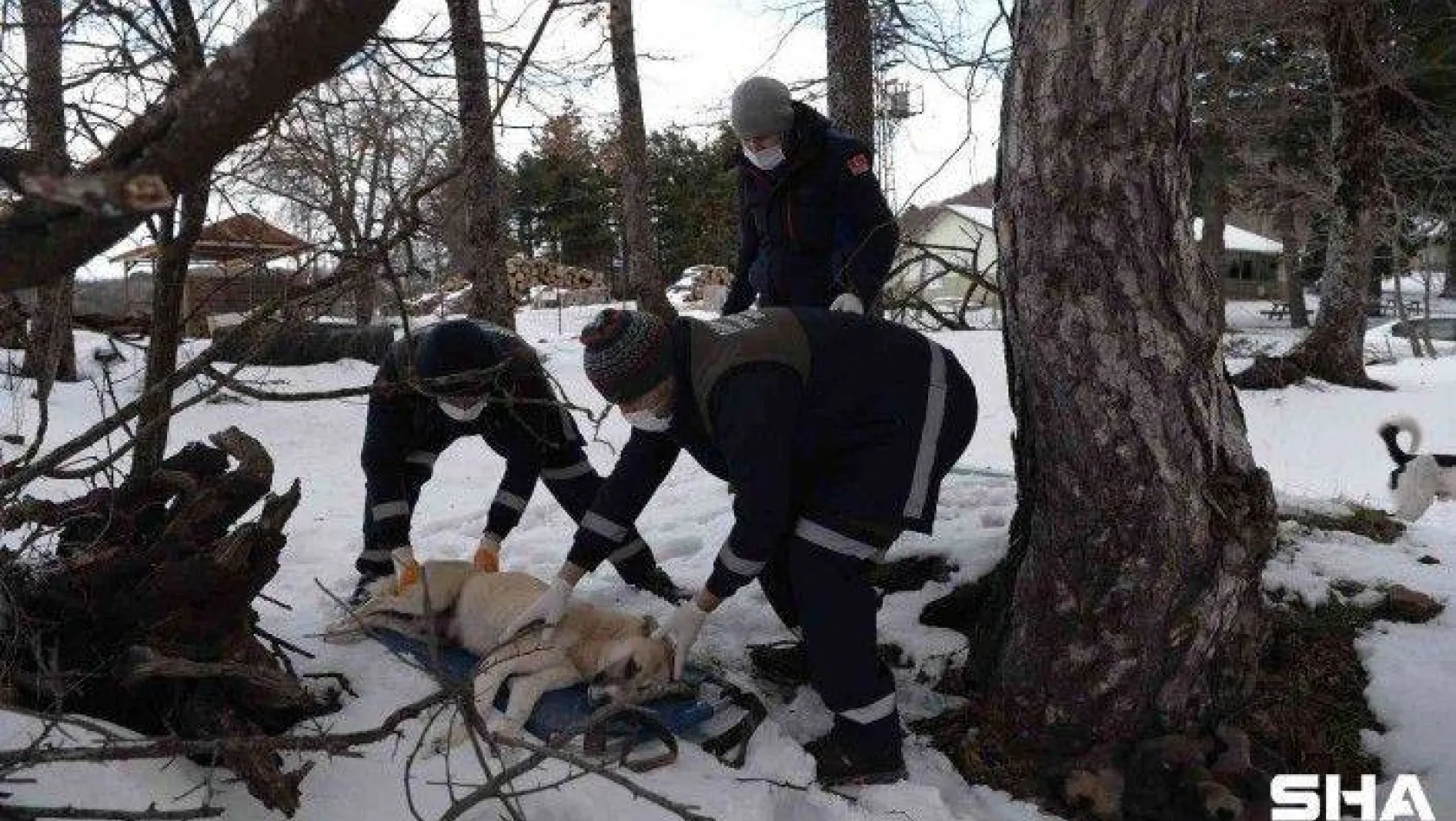 (Özel)Uludağ'da donmak üzere olan anne ve 7 yavrusu böyle kurtarıldı