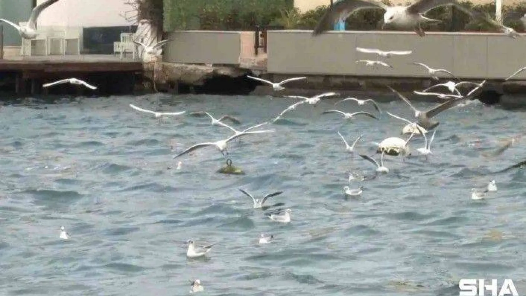 Üsküdar'da aç kalan martılar kıyıya vuran çöplere saldırdı