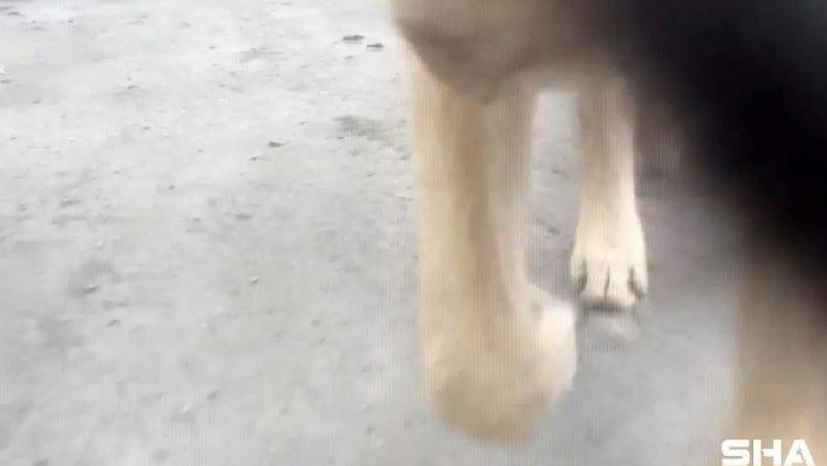 Video çekmek isterken telefonunu köpeğe kaptırdı