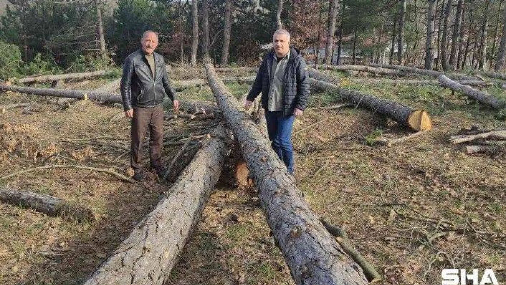 Bursa'da ağaç katliamı