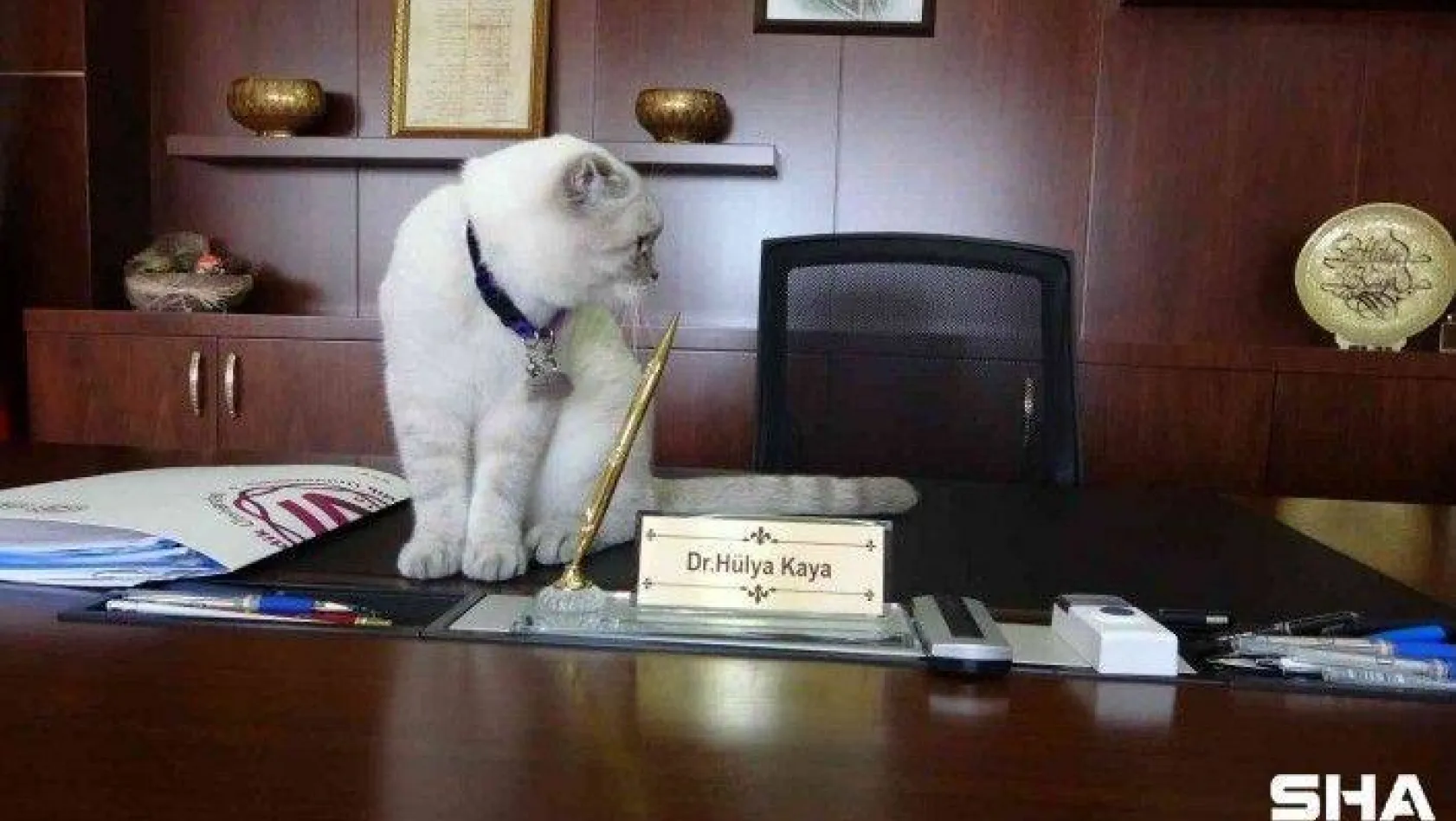 Dünya Kediler Günü'nde kediler Kaymakam'ı ziyaret etti, masasına oturdu