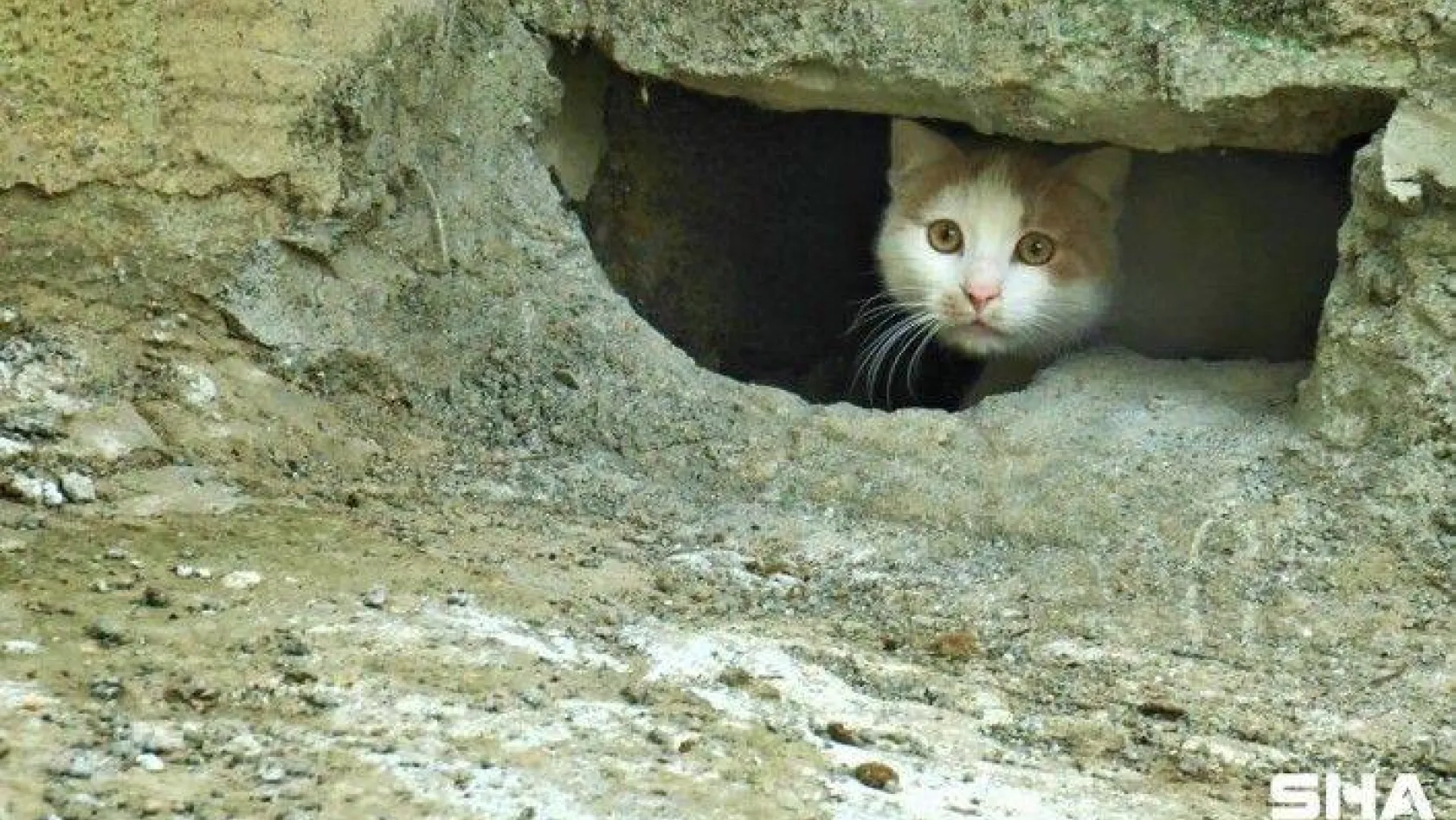 Duvarın oyuğuna saklanan kedilerin canlı canlı gömüldüğü iddiası ortalık karıştırdı