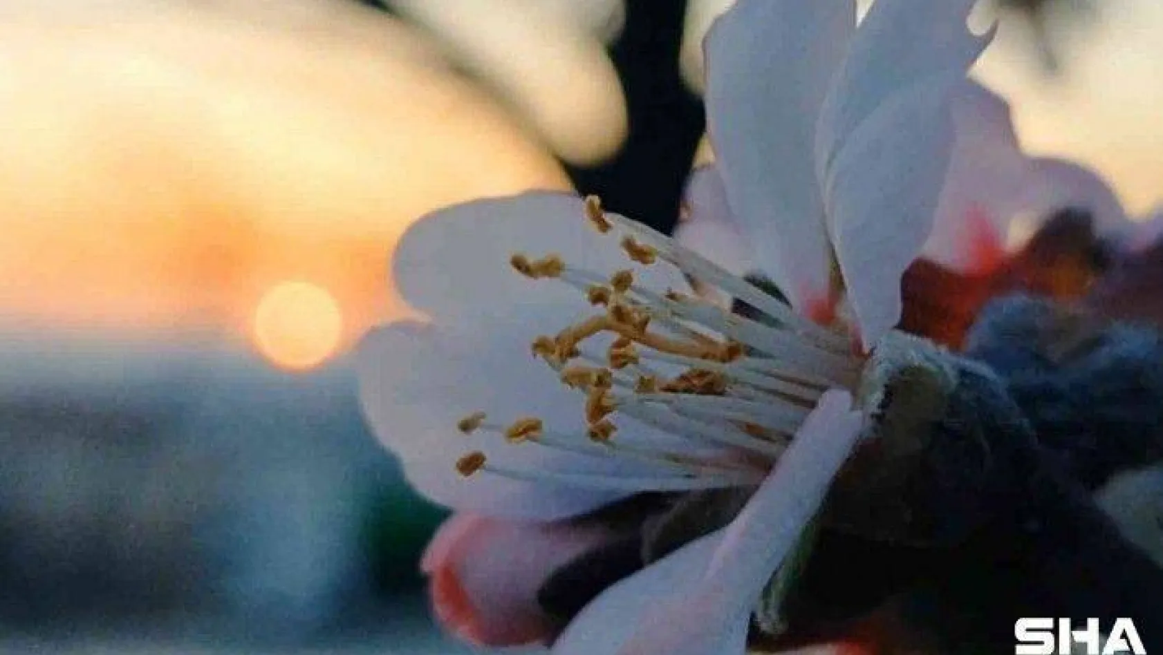 Edirne'de badem ağaçları çiçek açtı