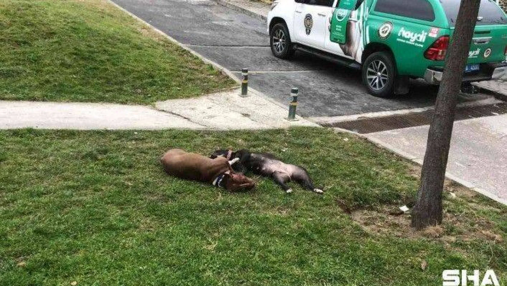 (Özel) Çocuk parkında dehşet...Kendilerine saldıran Pitbull köpekleri tabancayla öldürdüler