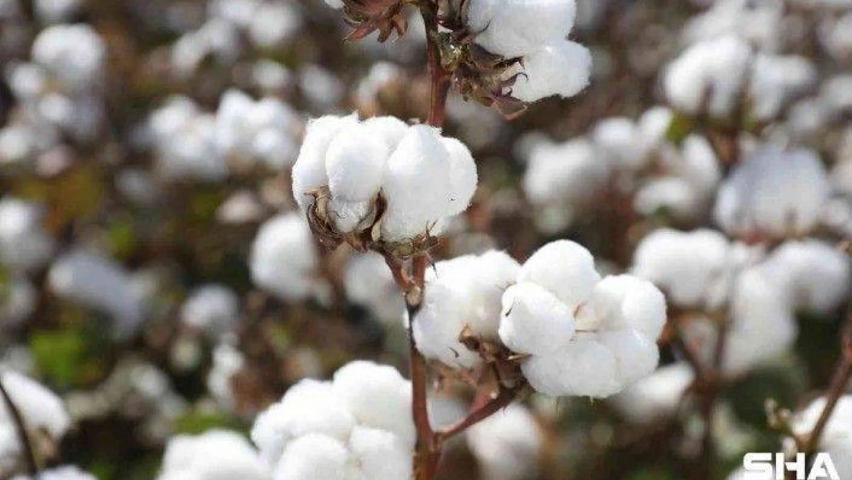 Türk pamuk tohumlarının AB ülkelerinde tescilli tamamlandı