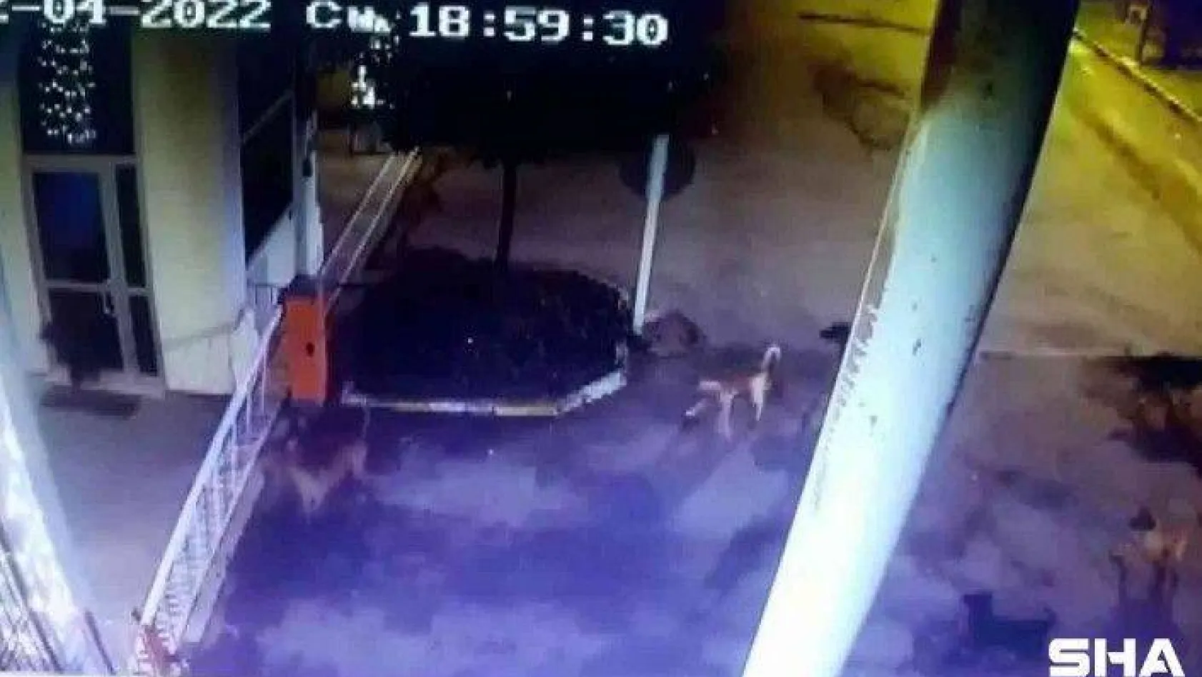Tuzla'da beslediği köpeklerin saldırısına uğradı, yine de köpekleri beslemekten vazgeçmedi