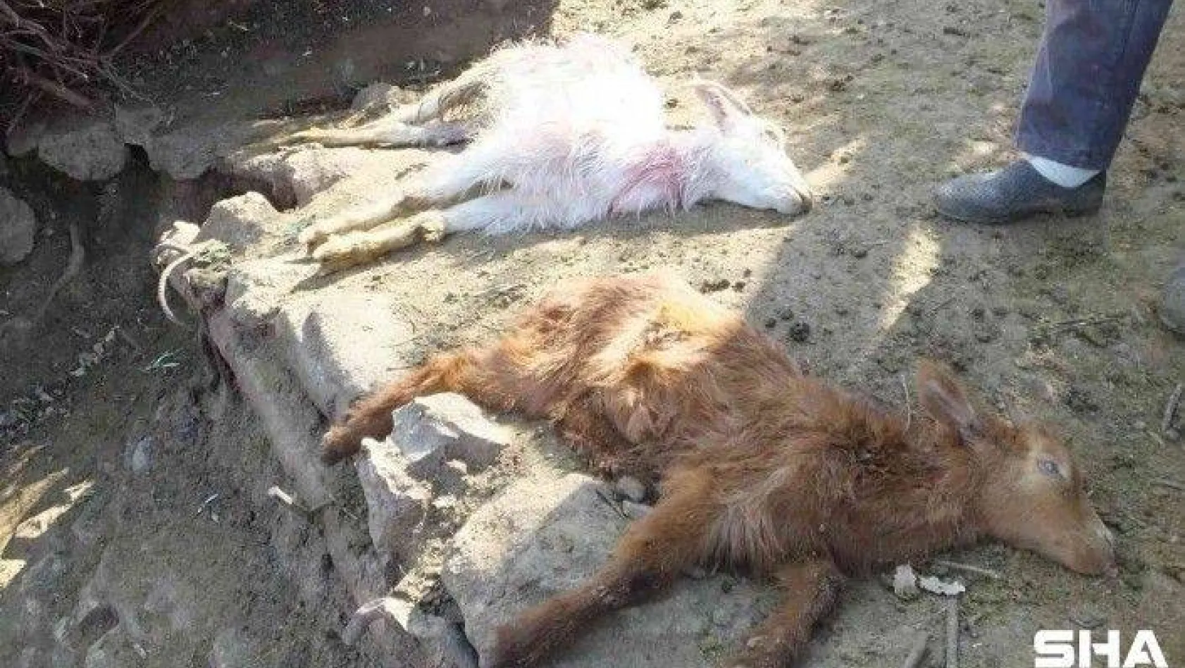 Balıkesir'de sahipsiz köpekler keçileri parçaladı