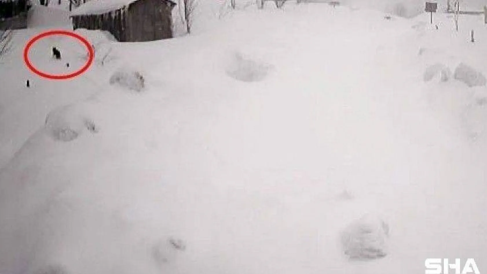 Karlı havada yiyecek arayan kurt kamerada