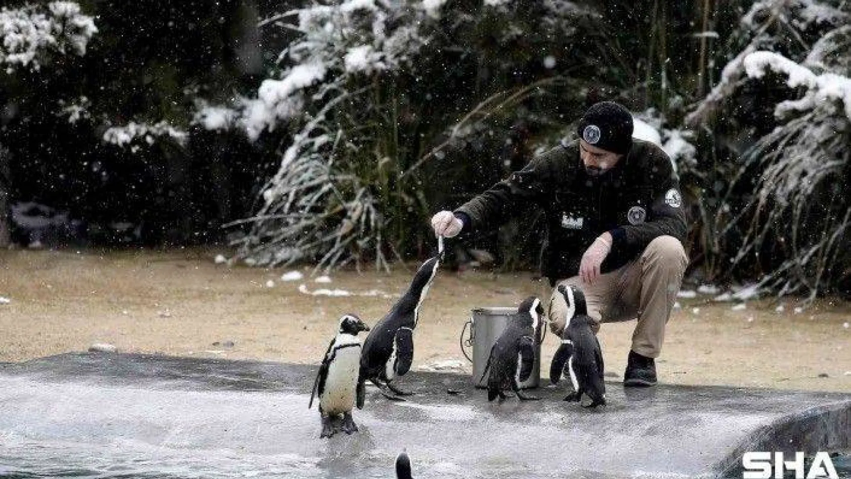 (Özel) Bursa'da kar altında penguenlerin beslenme saati