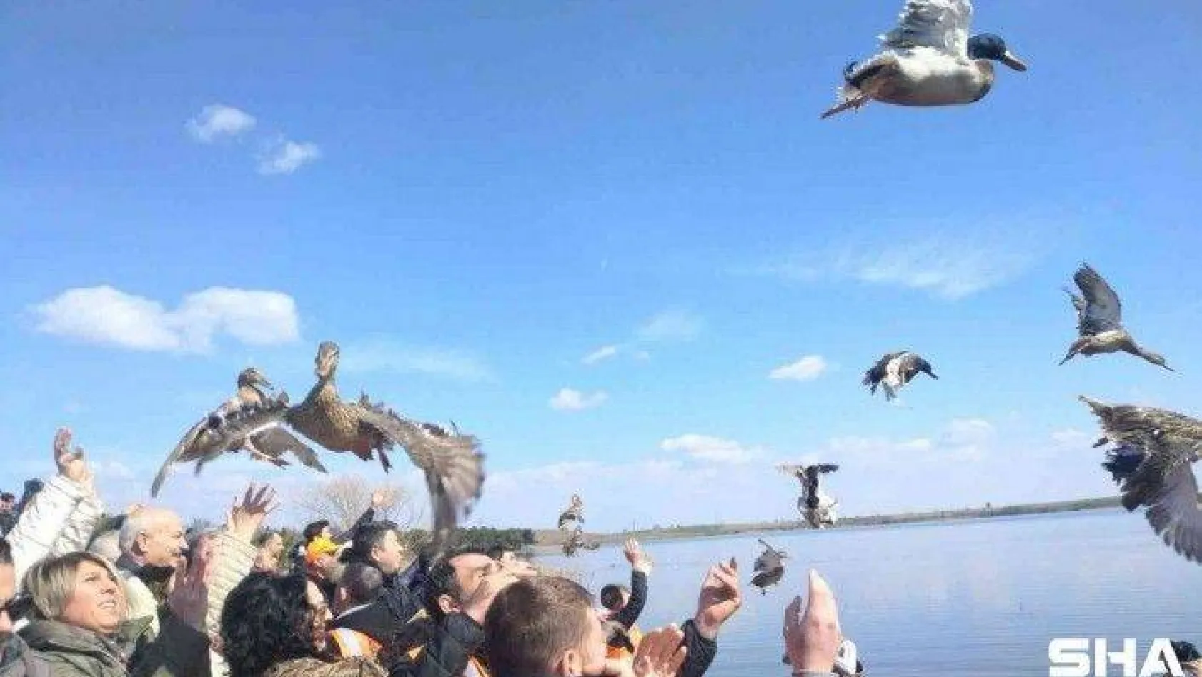 Hayraboolu 'da bin adet yaban ördeği suya bırakıldı