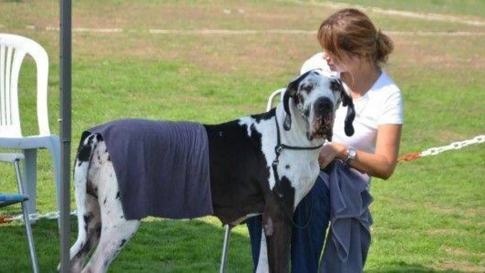 26 Ülkeden 1100 Köpek Silivri'de Yarıştı