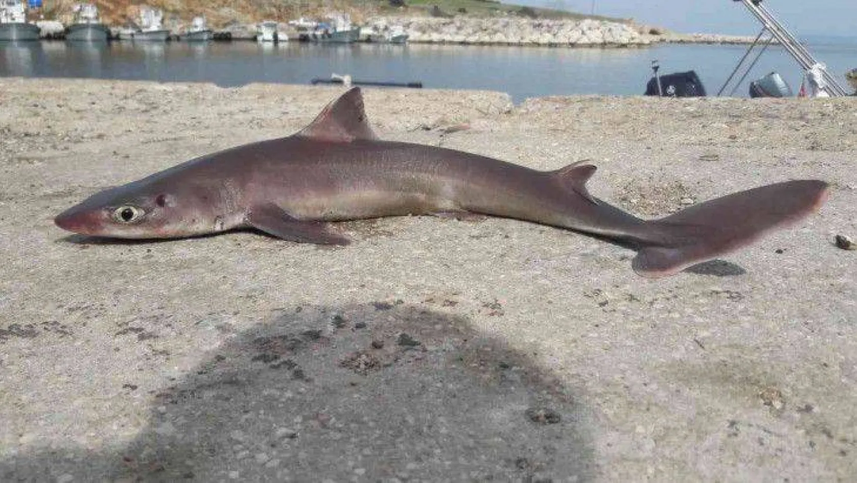 Balıkçının oltasına köpek balığı takıldı