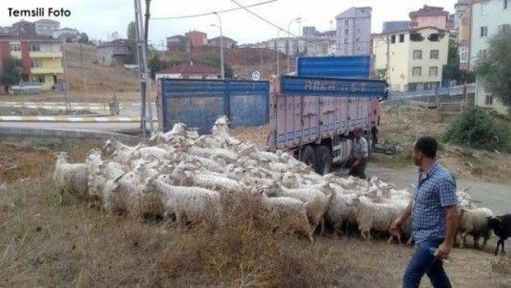 Çatalca'da Hayvan Hırsızlığı Operasyonu