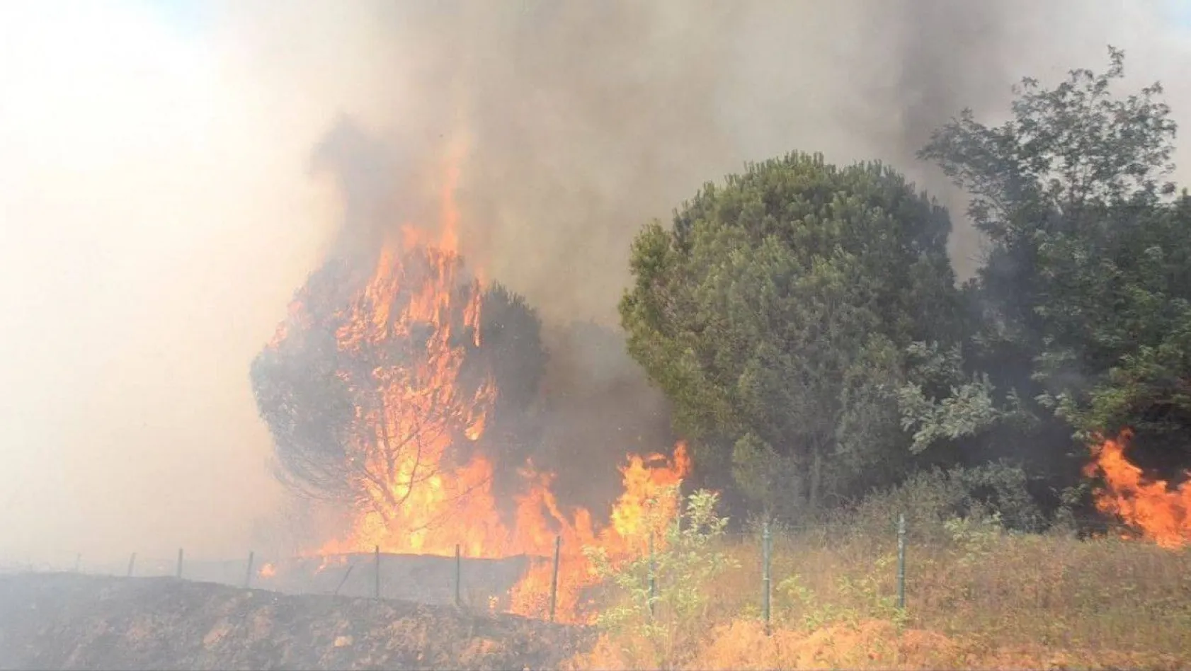 Çorlu'da ormanlık alan ve anız alev alev yandı