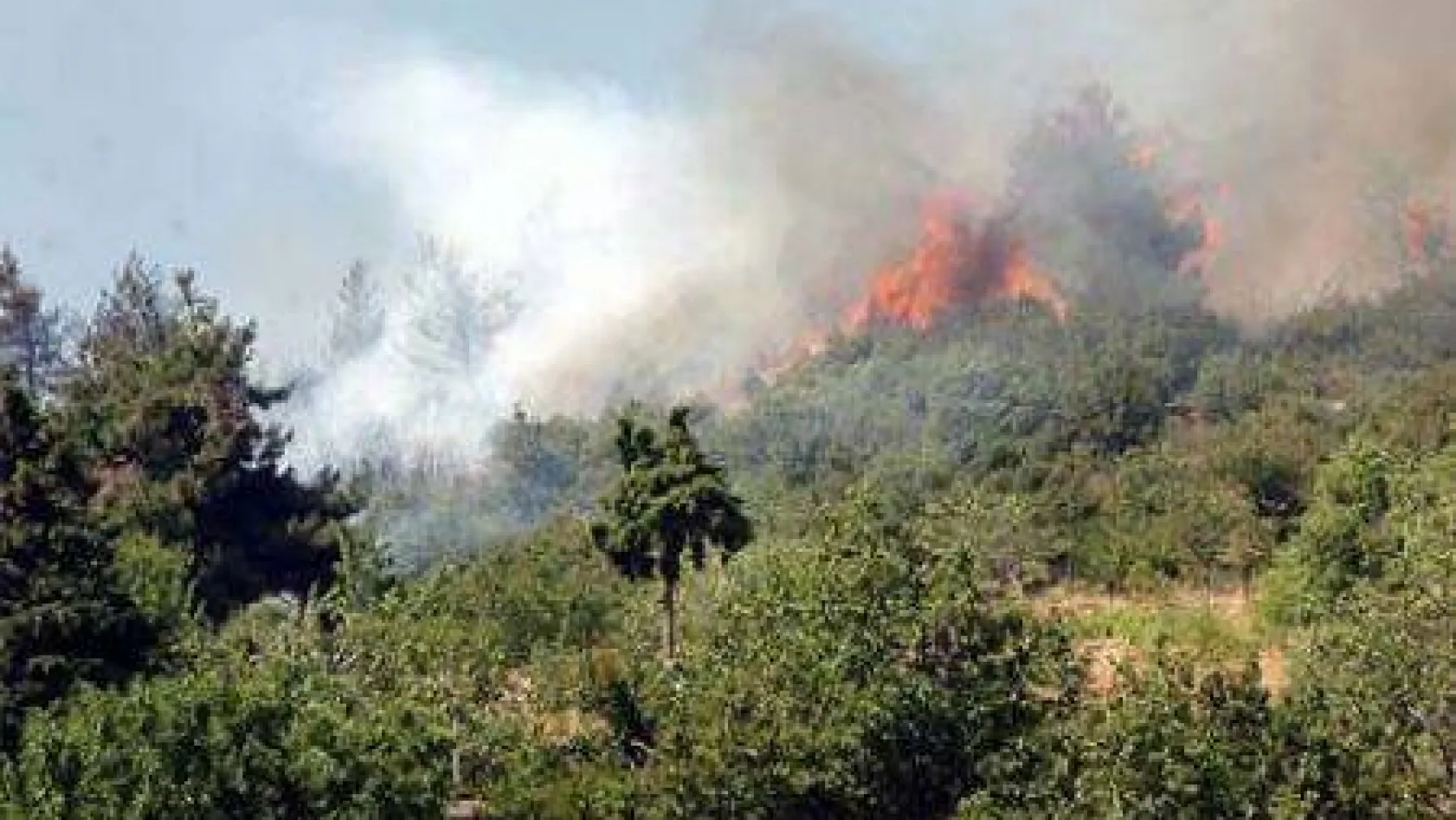 Değirmenköy'de ormanlık alanda yangın çıktı