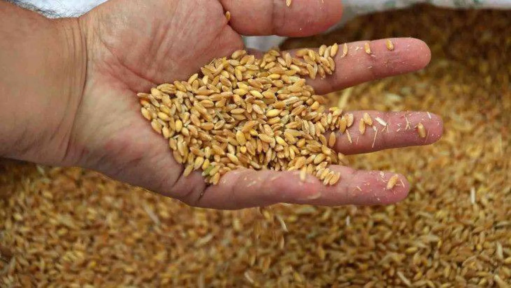 Edirne'de buğday 5 lira 667 kuruştan satıldı