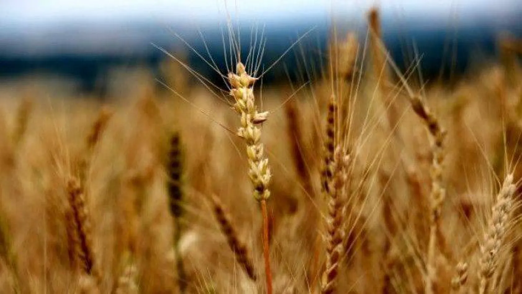 Edirne'de buğday 5,656 TL'den satıldı