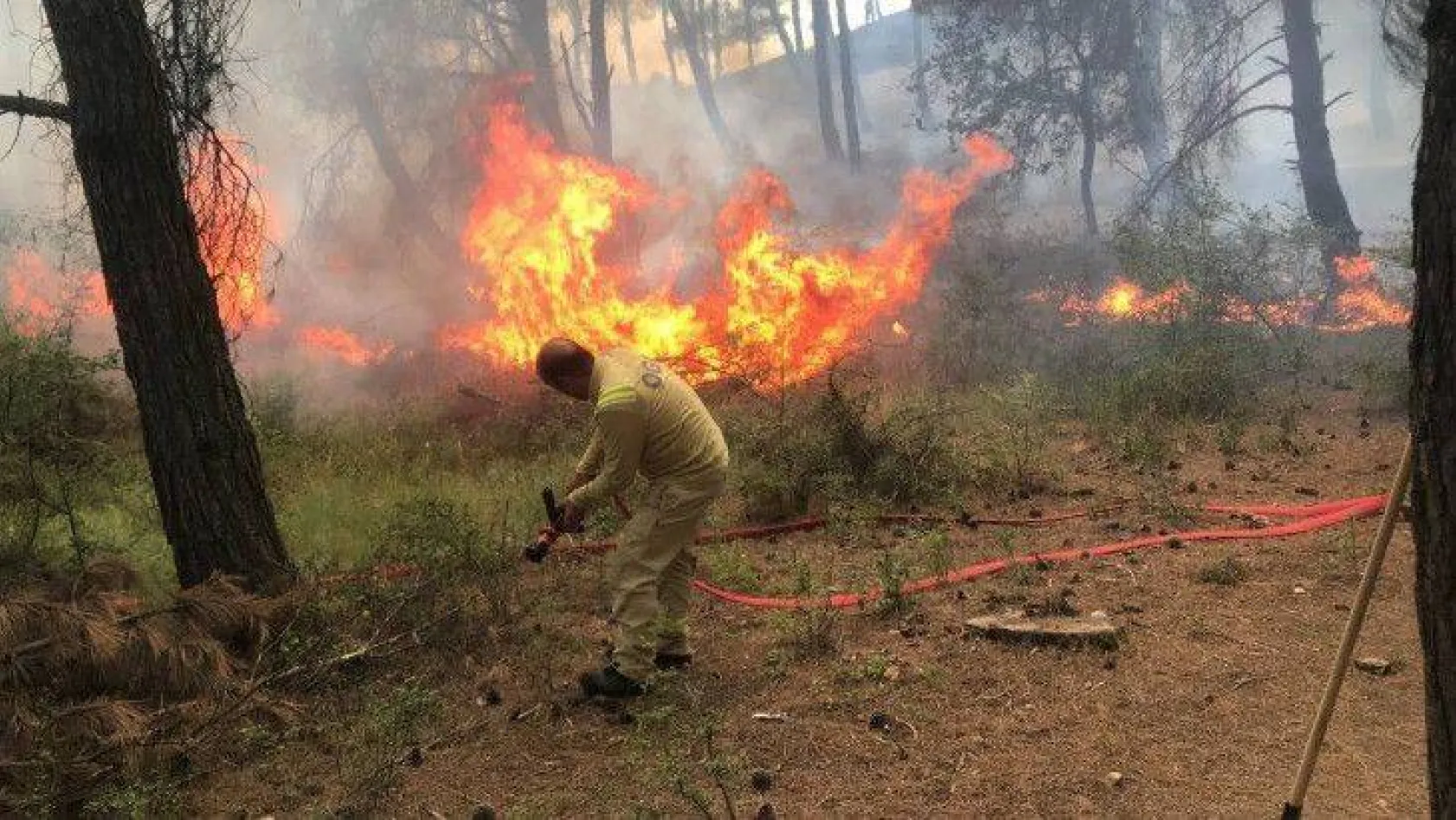 Edirne'de orman yangını başladı, müdahale ediliyor
