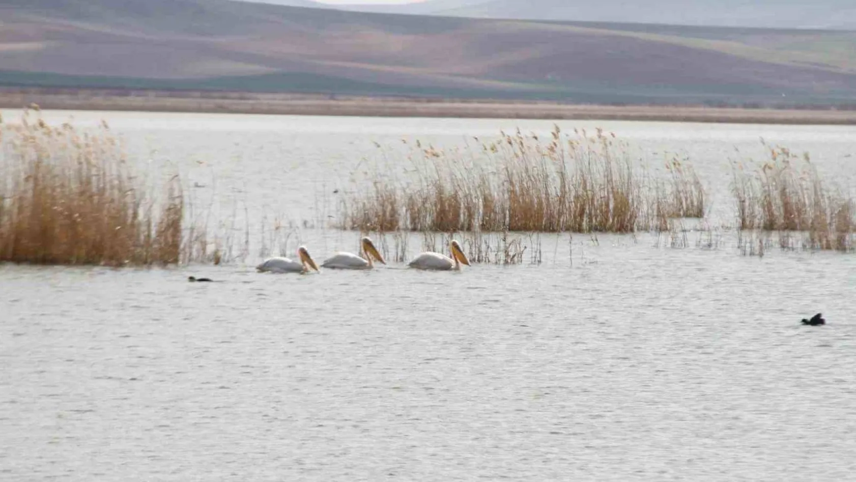 Göç eden pelikanlar Ankara'ya misafir oldu