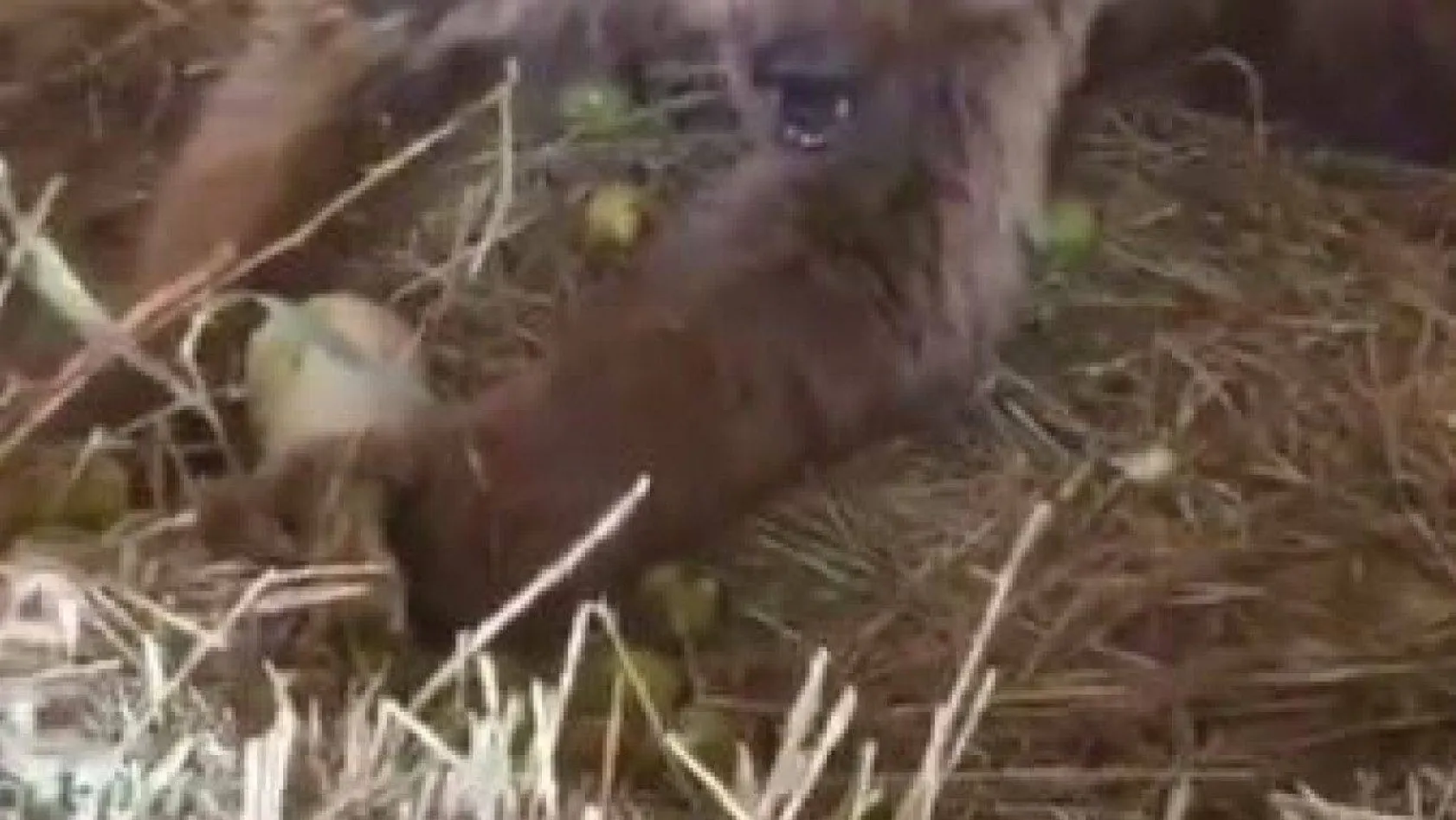 Hakkari'de yaralı halde bulunan ayı hayati tehlikeyi atlattı