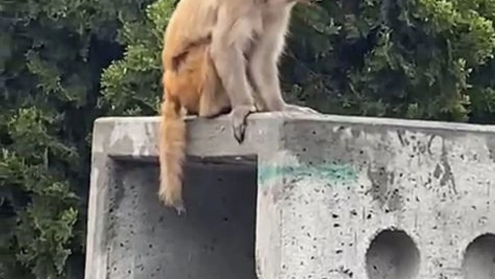 İstanbul'da firari maymun görenleri şaşkına çevirdi