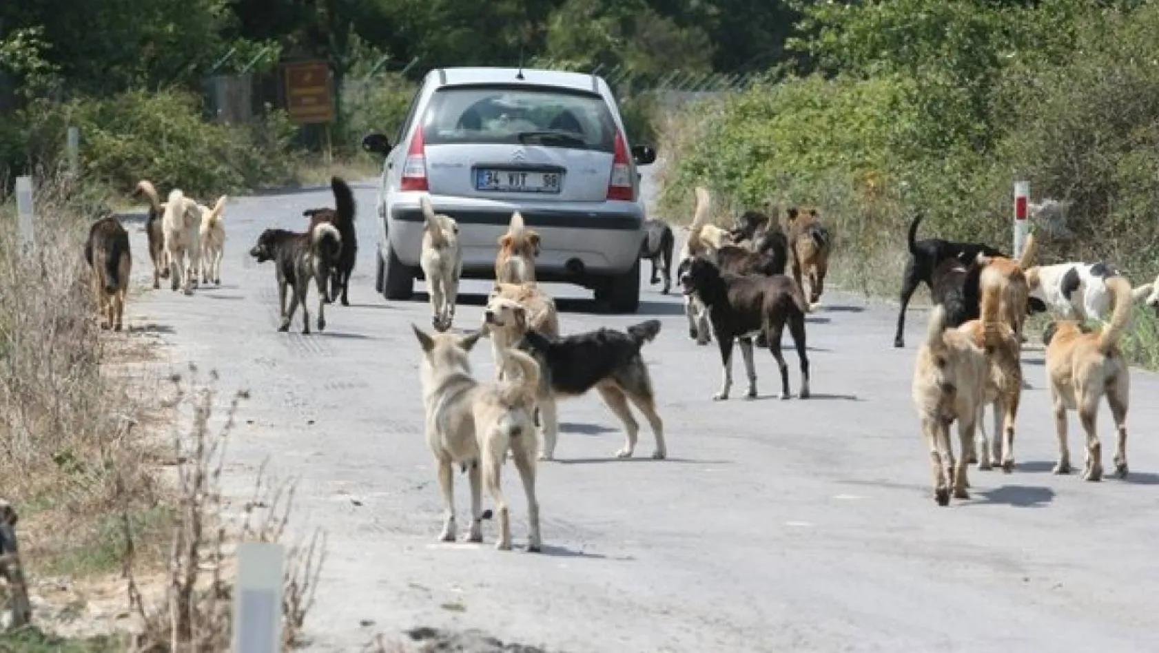 İstanbul Valiliğinden 39 ilçeye 'sokak köpeklerini toplayın' talimatı