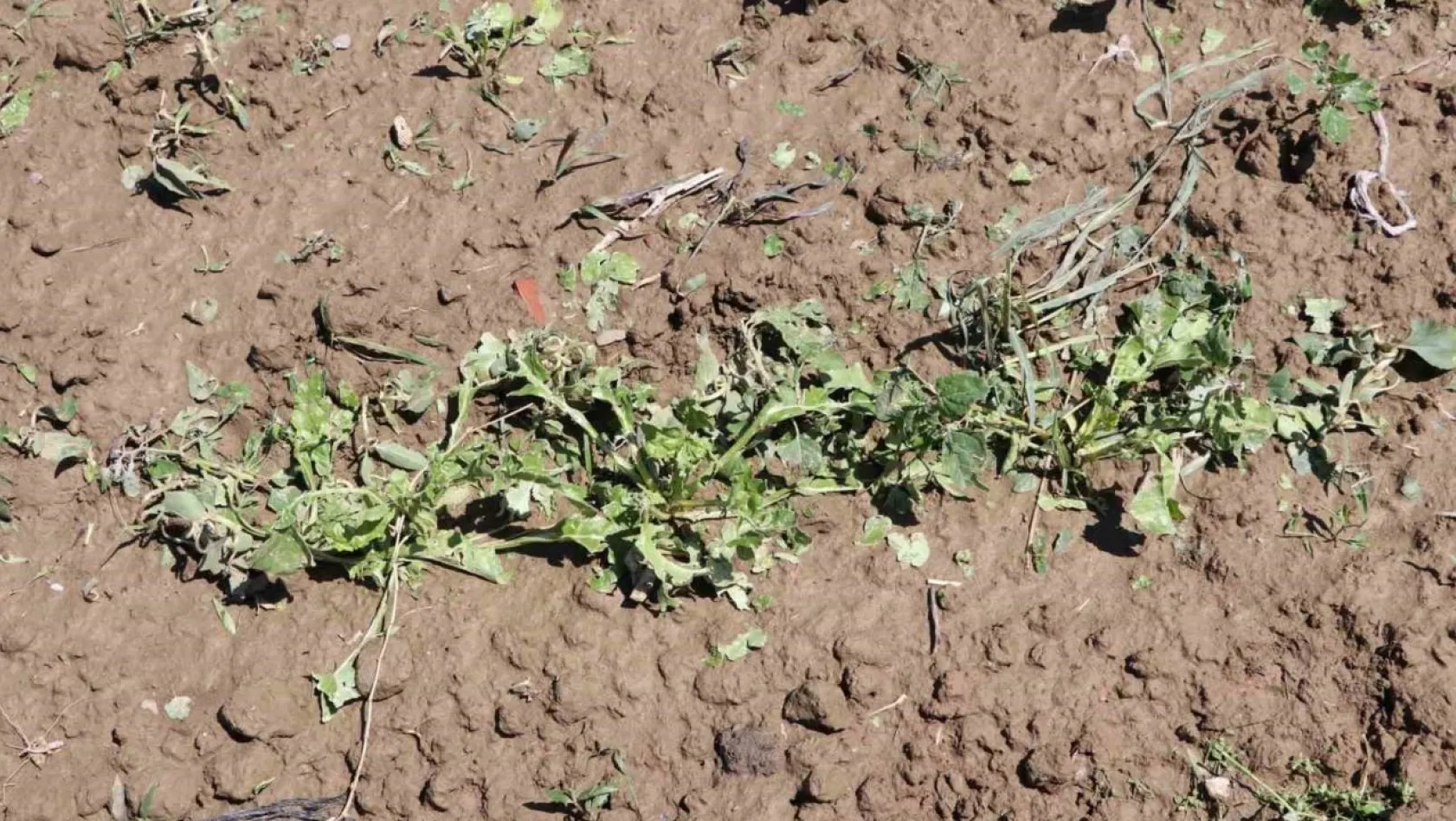 Keşan'da dolu bin 500 dekar ekili arazide zarara yol açtı