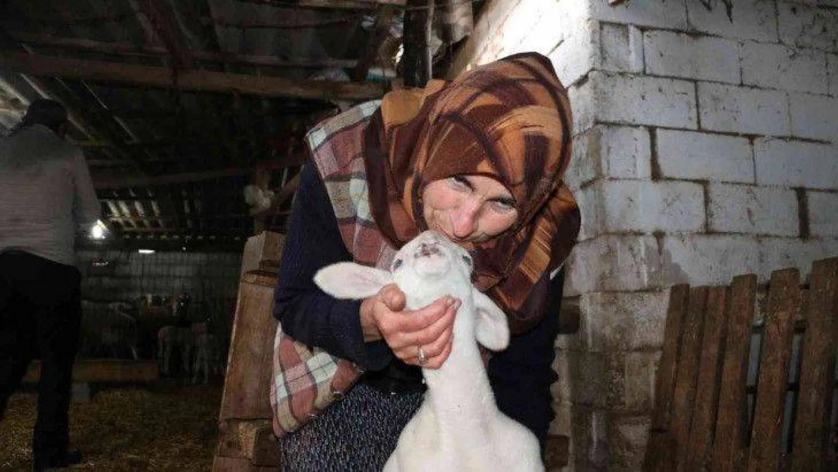Koyunları kurtların saldırısına uğrayan kadın: 'Baktıkça içim parçalanıyor'