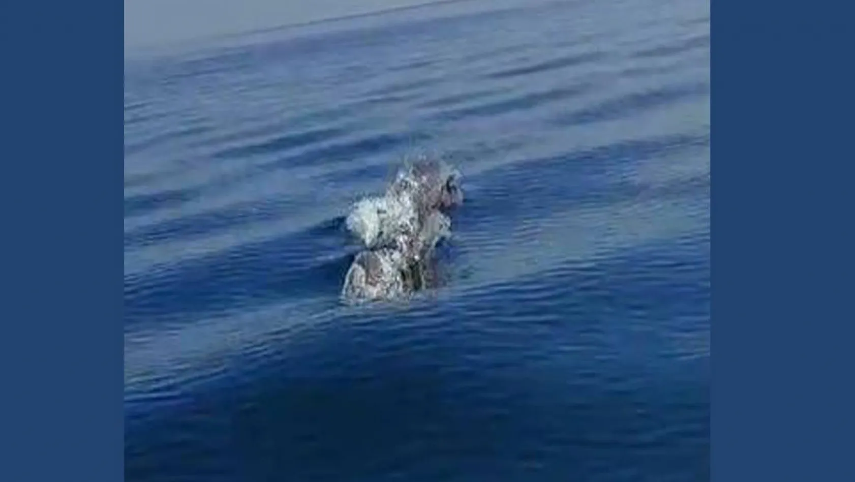 Marmara Denizi'ndeki yunuslar tekneye eşlik etti