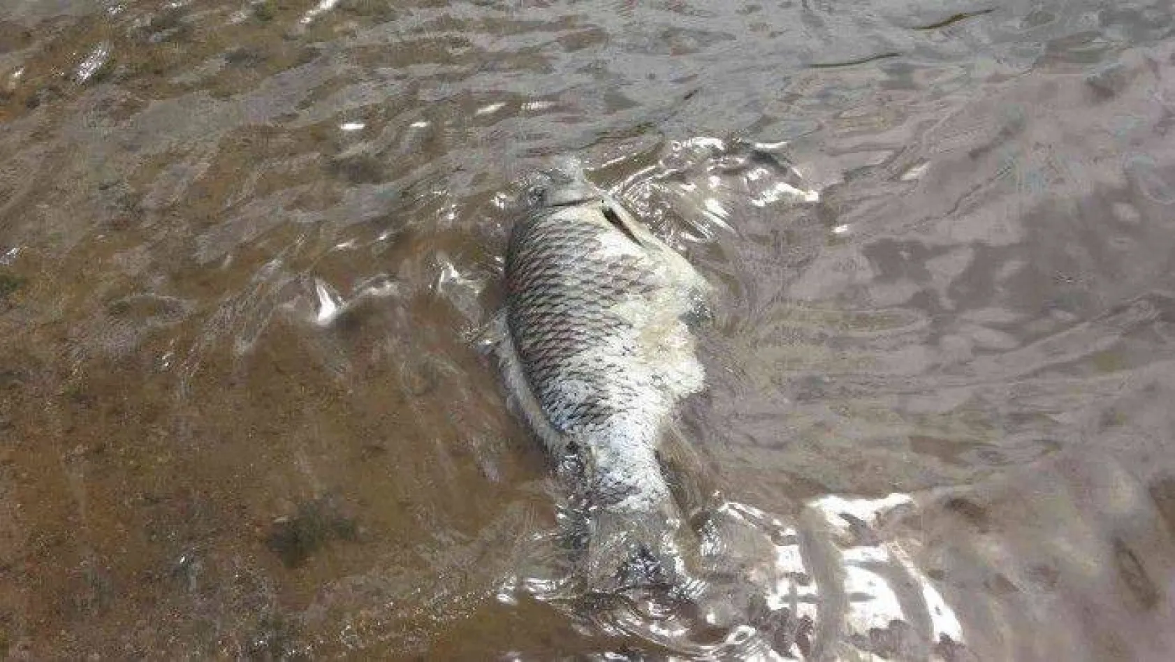 Ömerli Barajındaki balık popülasyonu kaçak avlanma tehlikesiyle karşı karşıya