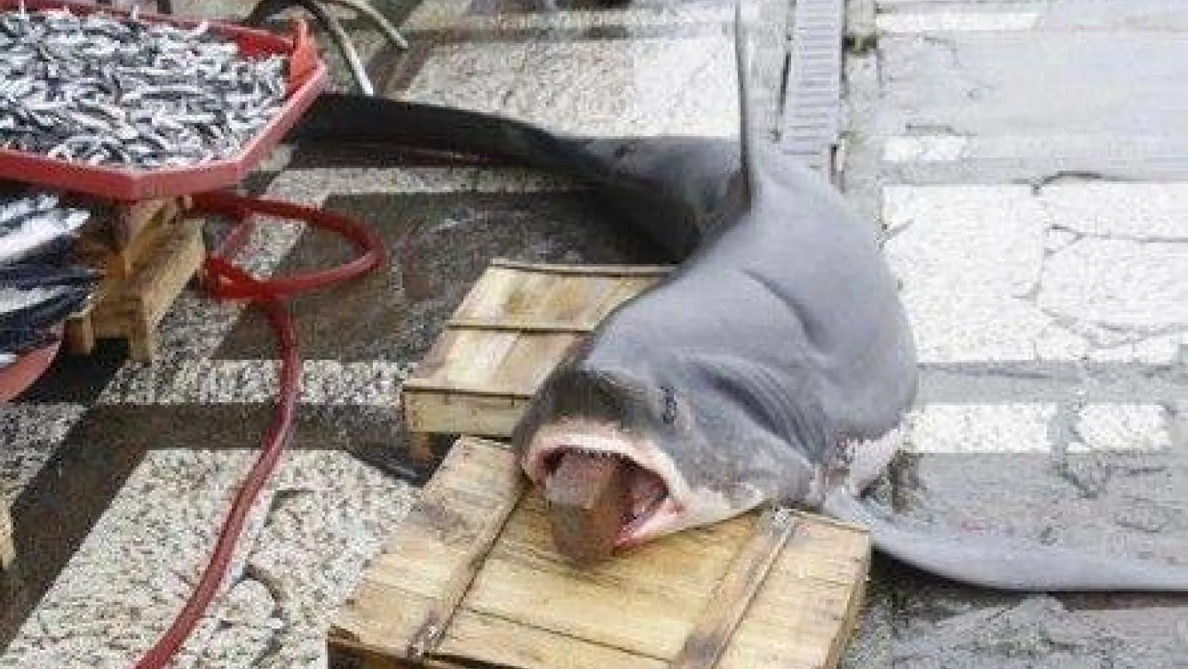 Silivri açıklarında köpek balığı yakalandı 