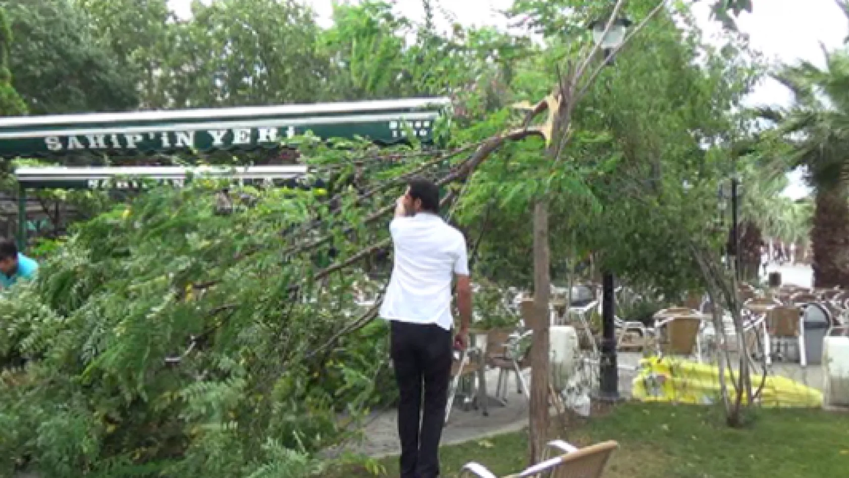Silivri'de fırtına ağaç yıktı