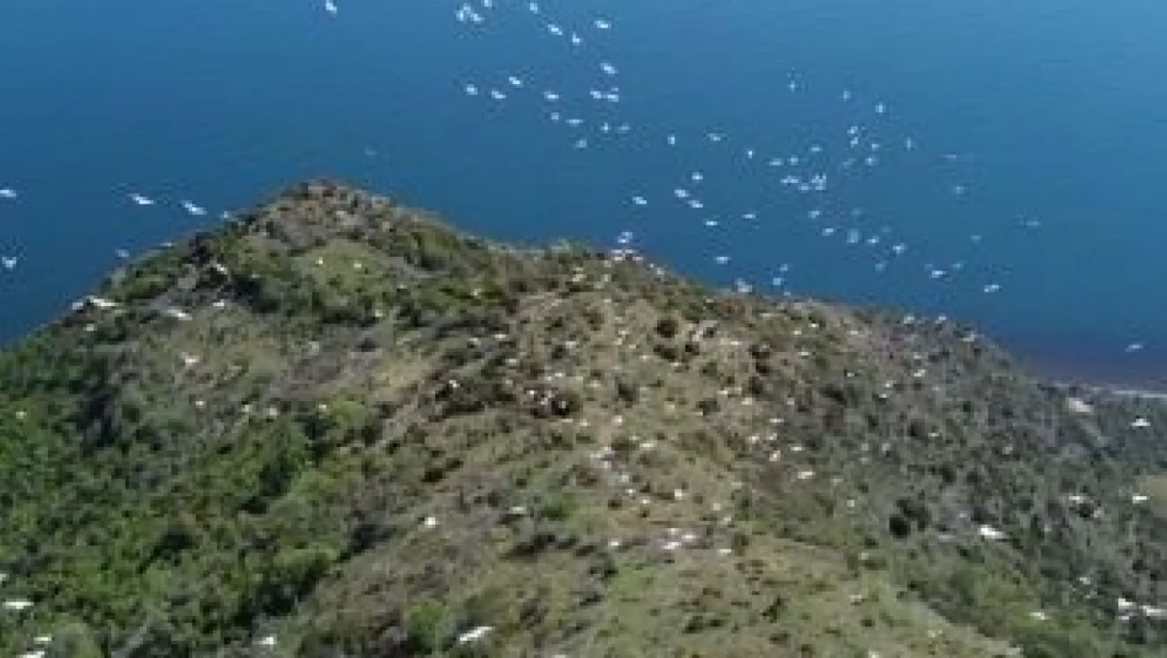 Tekirdağ'da pelikanların göçü muhteşem görüntülere sahne oldu