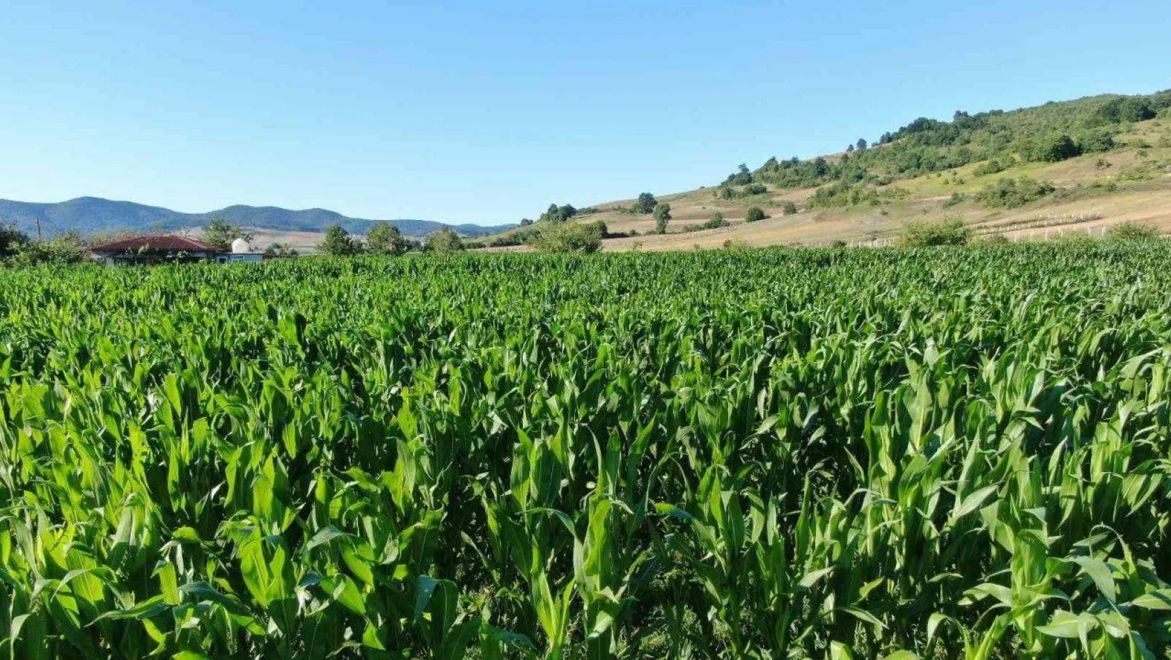 Yağışlar bol olunca mısır ekimleri bu yıl yüzde 25 arttı