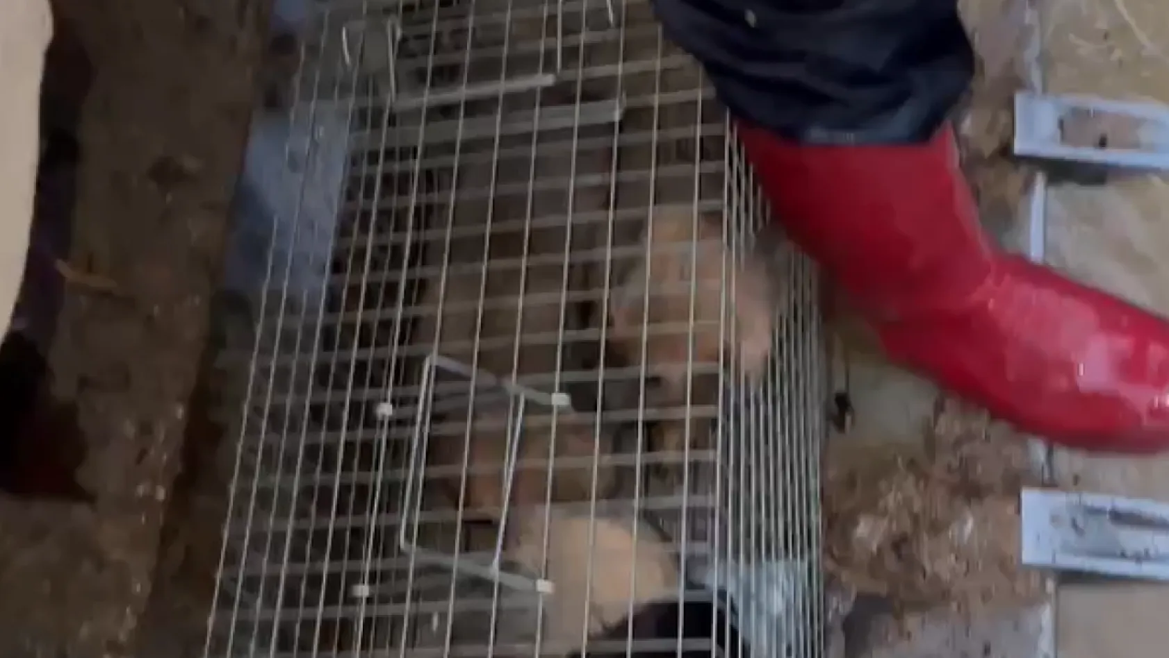 Yalova'daki su baskınında itfaiye 4 yavru köpeği kurtardı