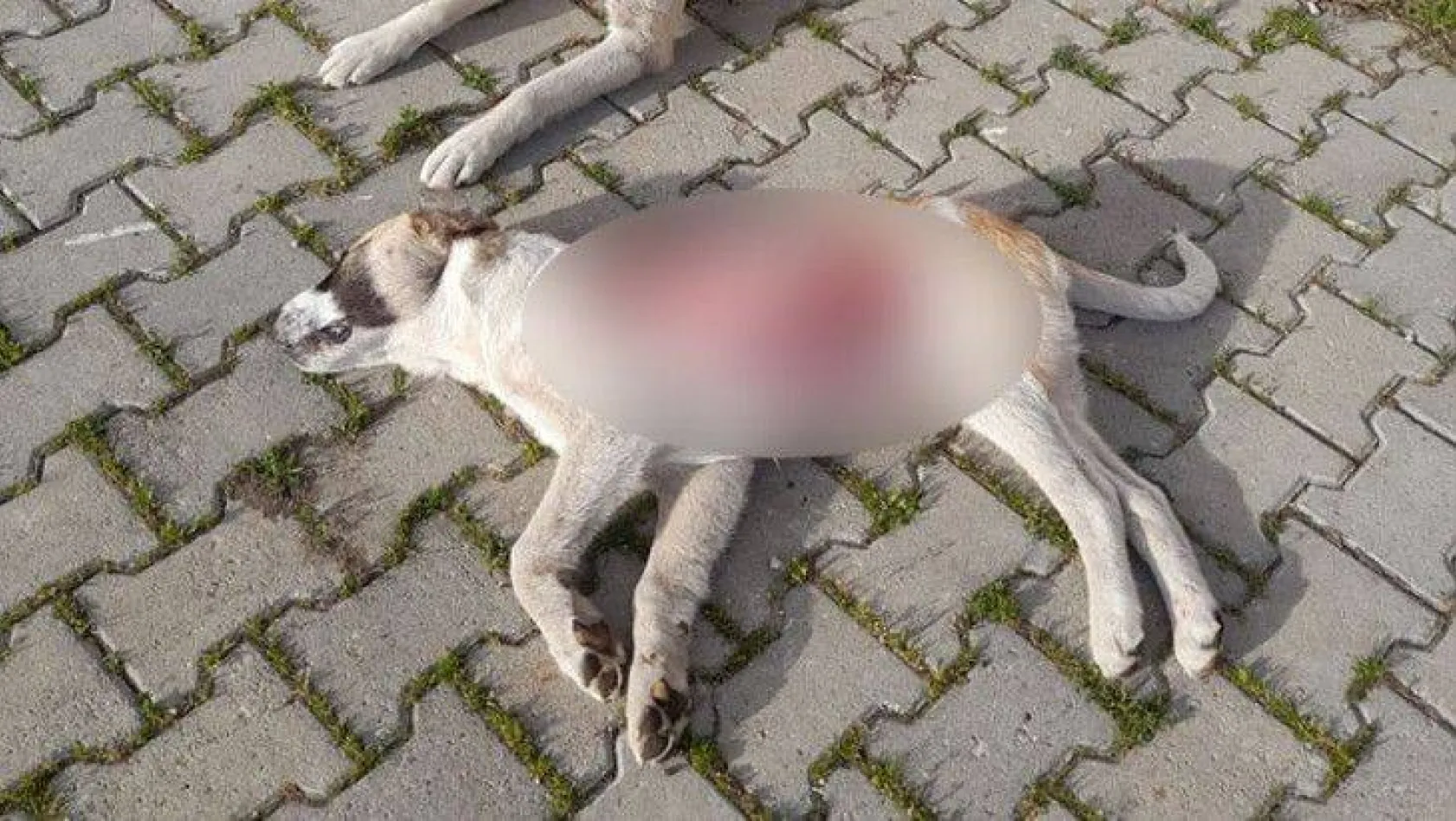 Yavru köpek derisi yüzülmüş halde ölü bulundu