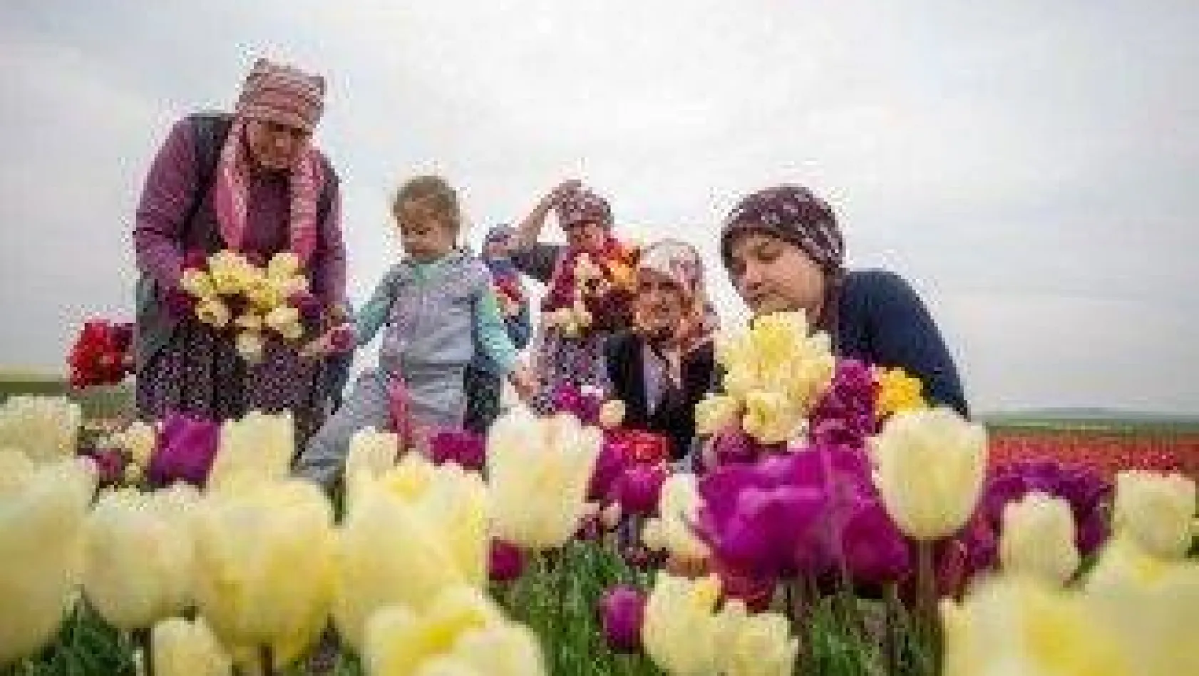 İBB Desteği Kesince İstanbul'da Lale Üretimi Durdu